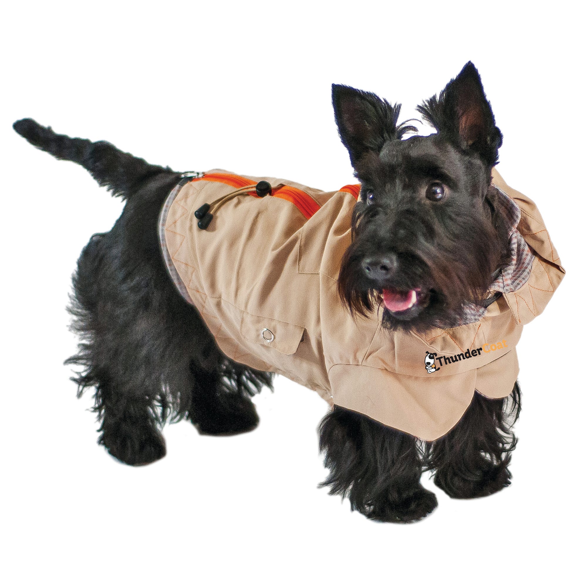 Comfort for scaredy cats – and dogs